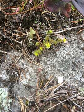 Image of annual stonecrop