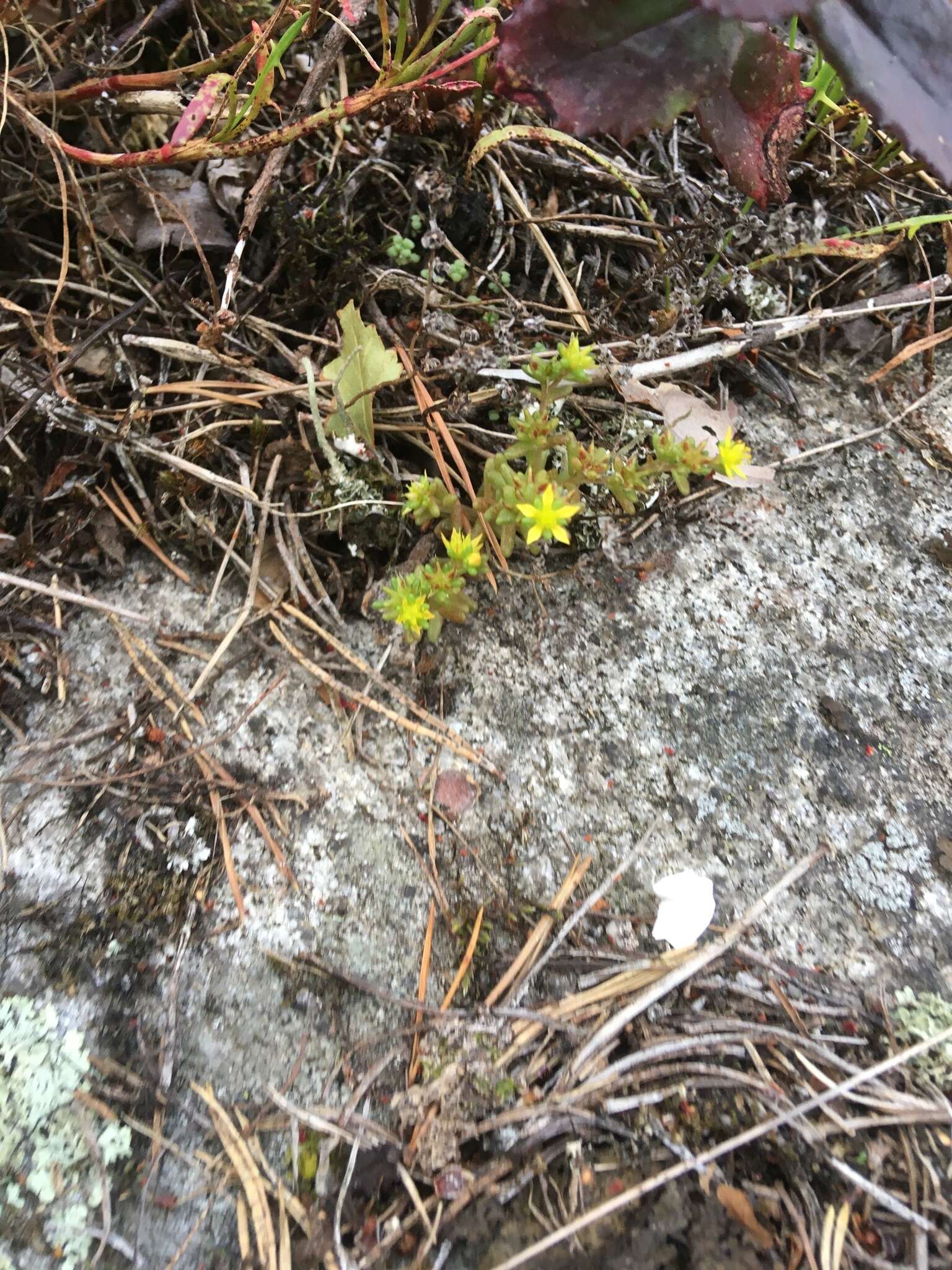 Image of annual stonecrop