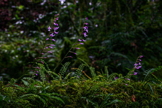 Image de Stenoglottis zambesiaca Rolfe