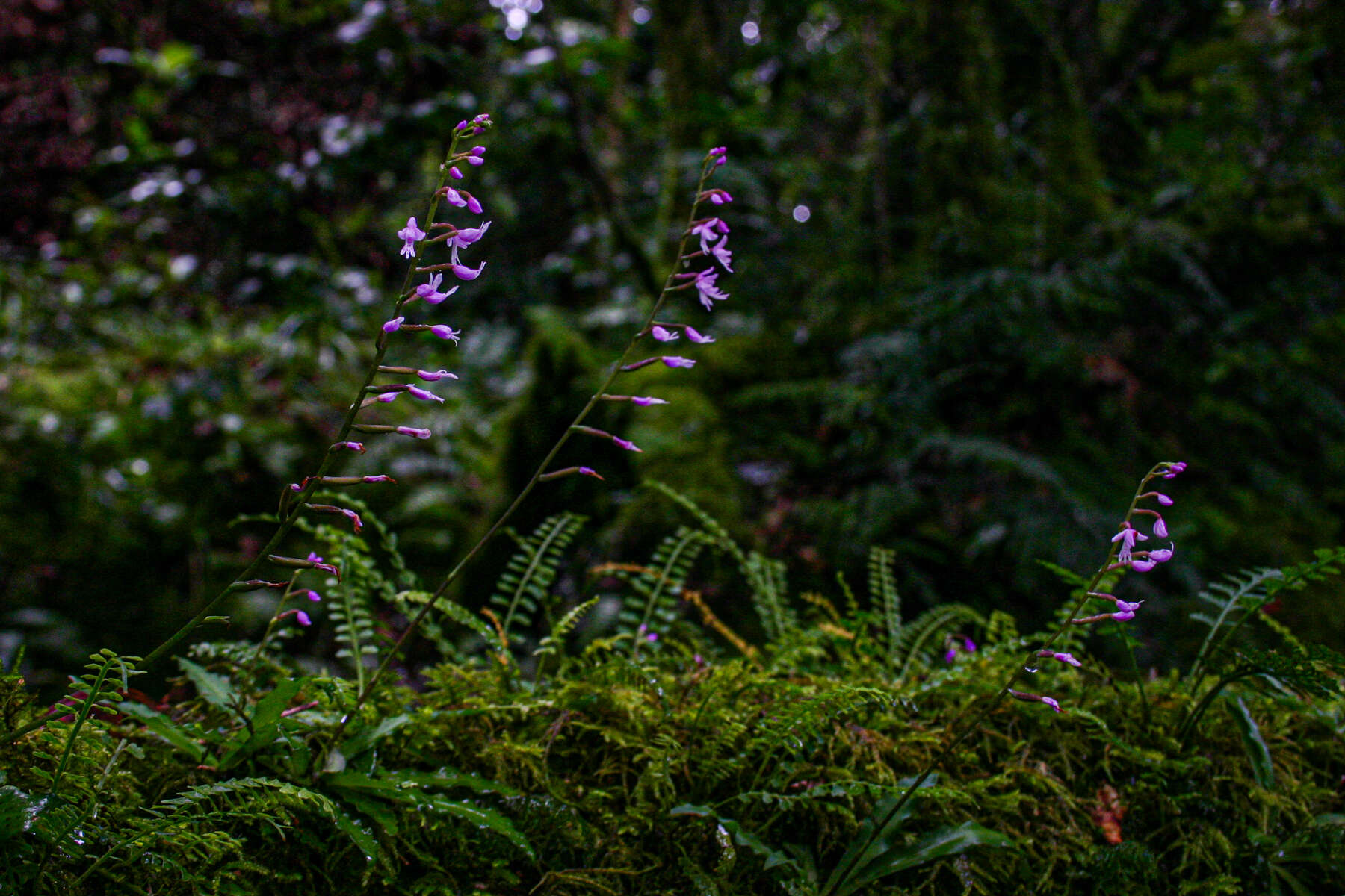 Image of Stenoglottis zambesiaca Rolfe