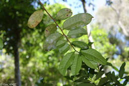 Image of African breadfruit