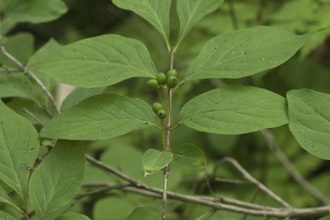 Image of honeysuckle