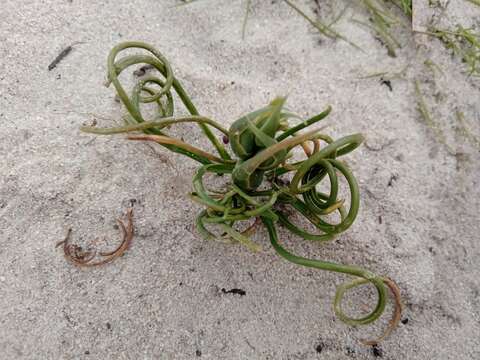 Image of Albuca spiralis L. fil.