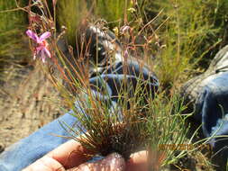 Image of Pelargonium coronopifolium Jacq.