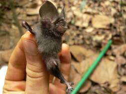 Image of Hipposideros marisae Aellen 1954