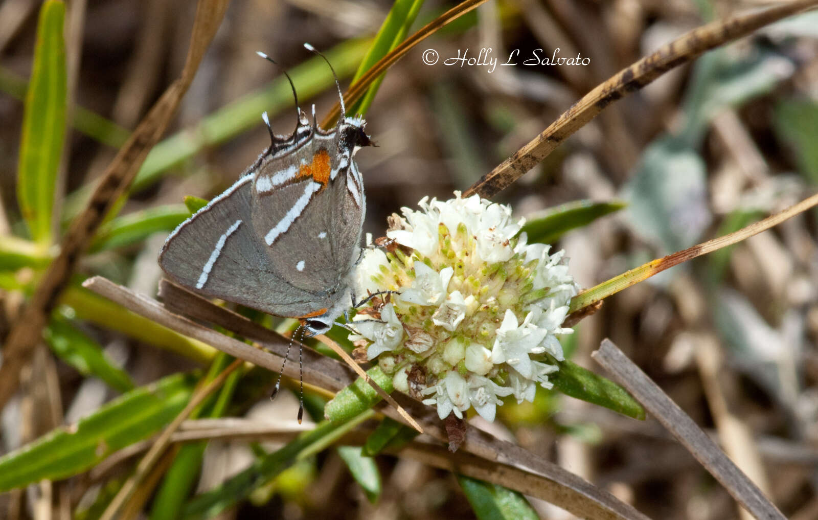 Image of Bartram's hairstreak Butterfly