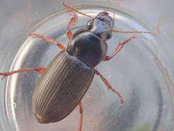 Image of Ground beetle