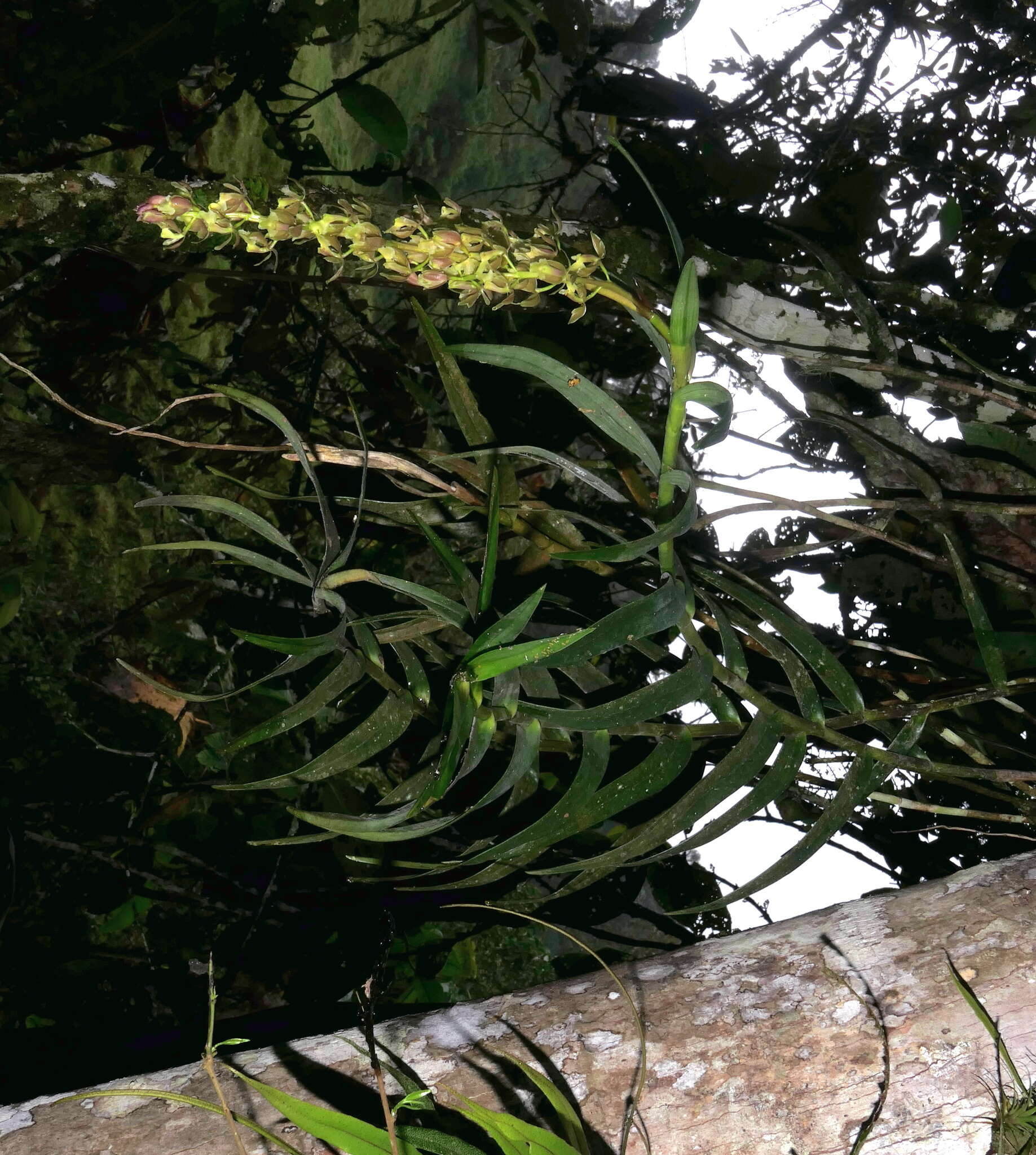 Image of Epidendrum baezense Hágsater & Dodson