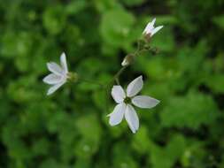 Imagem de Lithophragma cymbalaria Torr. & Gray