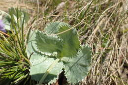Image of Primula marginata Curtis