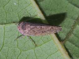 Image of Paraphlepsius (Gamarex) brunneus De Long 1916