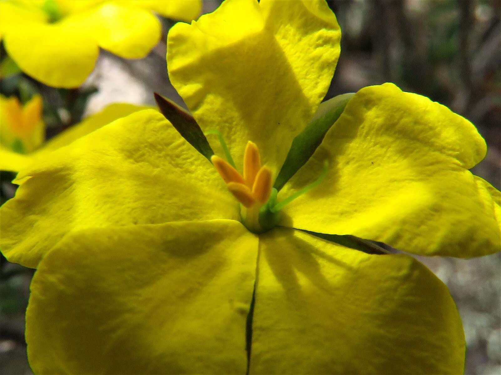 Plancia ëd Hibbertia pustulata Toelken