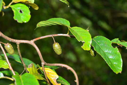 Image de Actinidia callosa var. discolor C. F. Liang