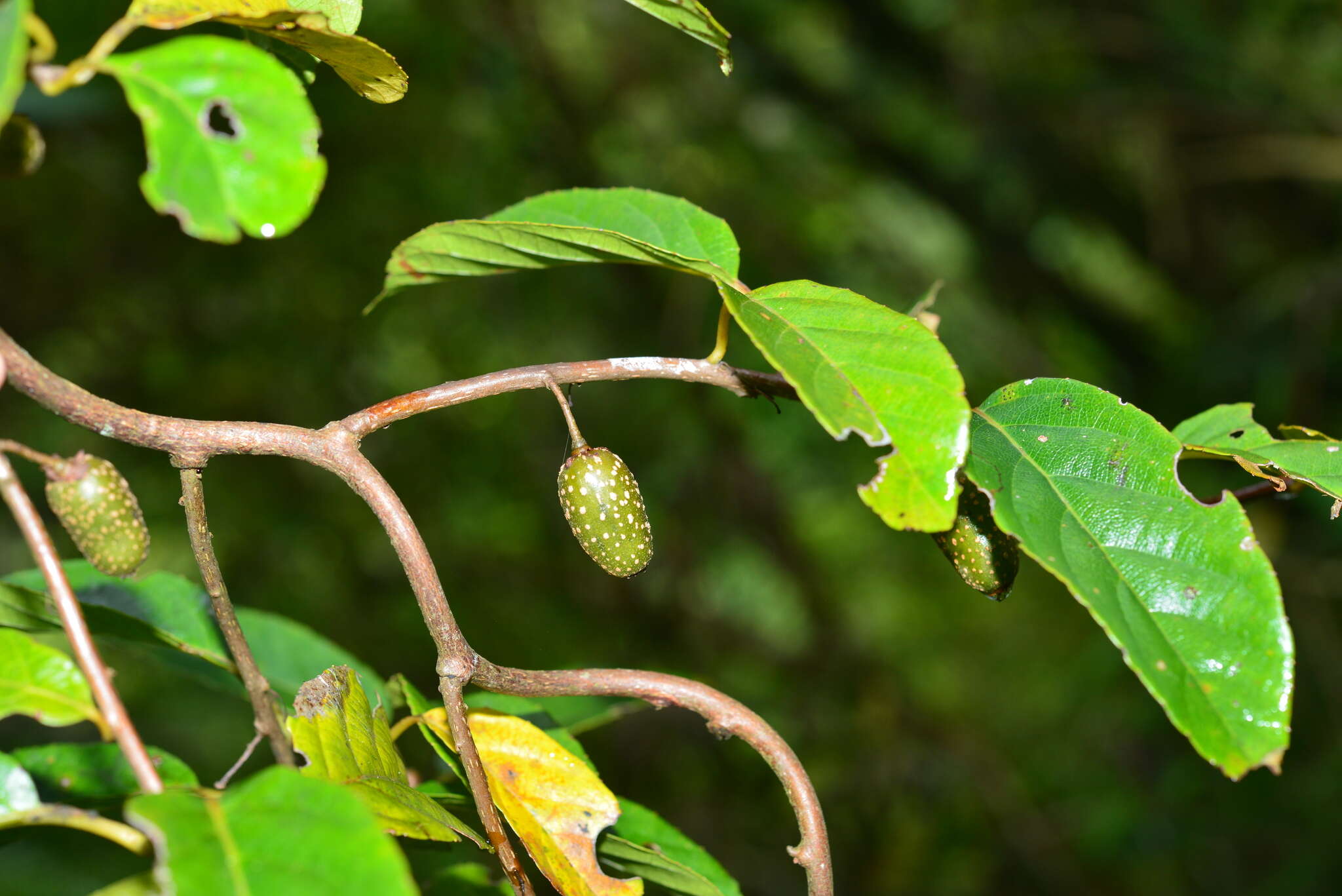 Image of Actinidia callosa var. discolor C. F. Liang