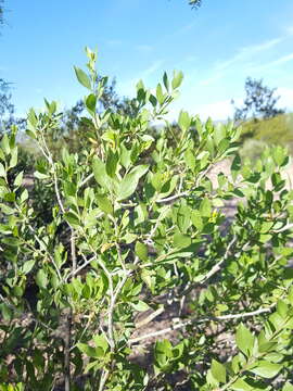 Image of American tarwort