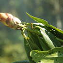 صورة Rhododendron rhodopus Sleum.