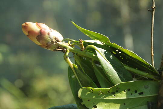 صورة Rhododendron rhodopus Sleum.