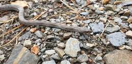 Image of Southern Smooth Snake