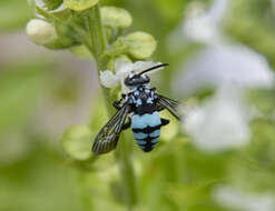 Image of Thyreus novaehollandiae (Lepeletier 1841)