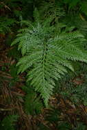 Image of Selaginella hordeiformis Bak.