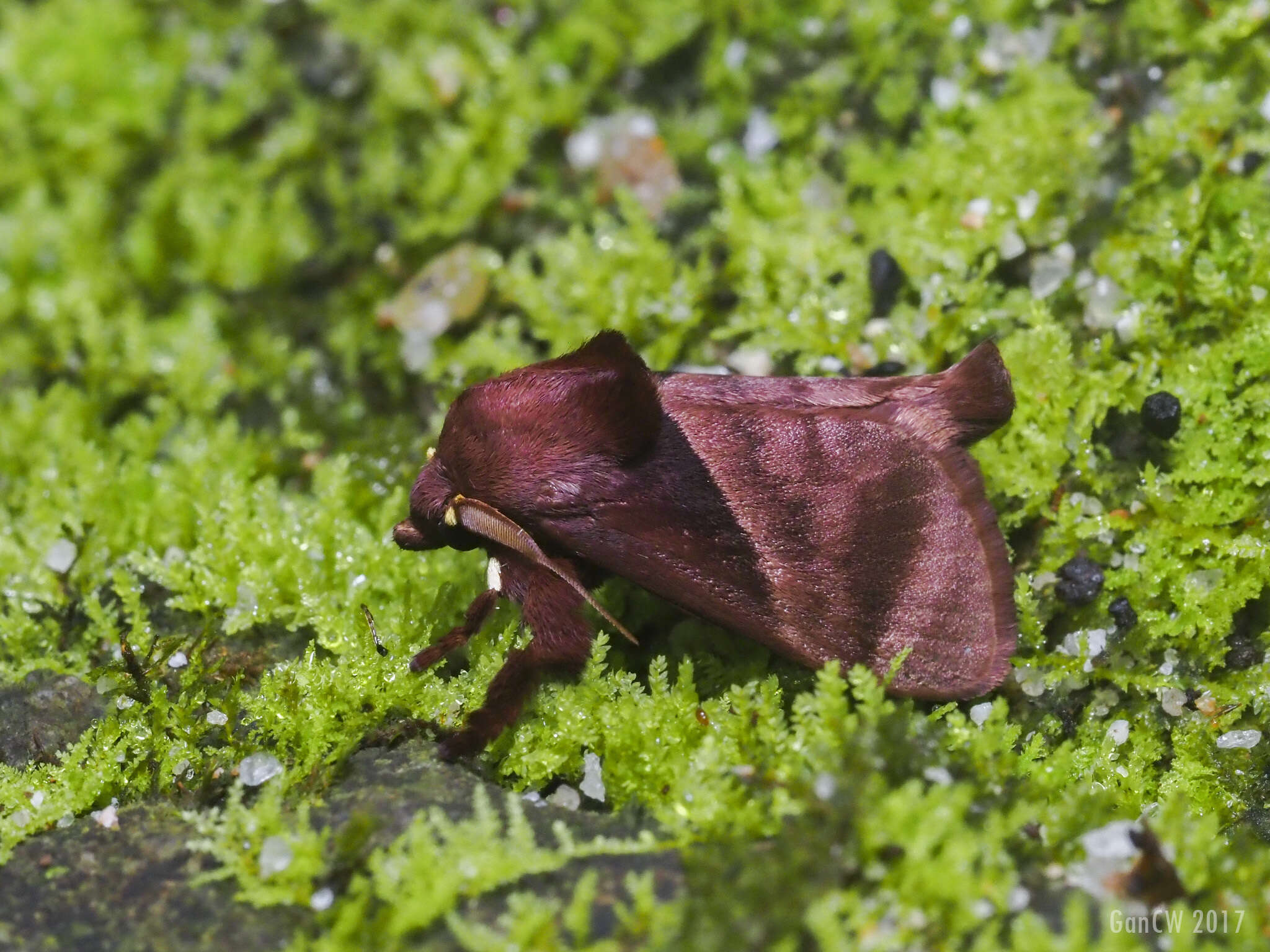 Image of Birthamoides junctura Walker 1865