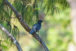 Image of Slender-billed Chestnut-winged Starling