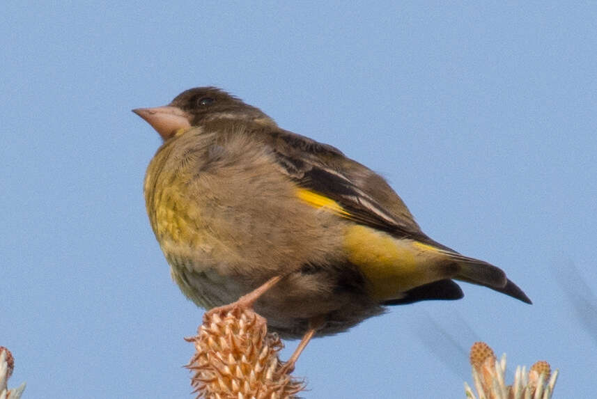 Image of Black-headed Greenfinch