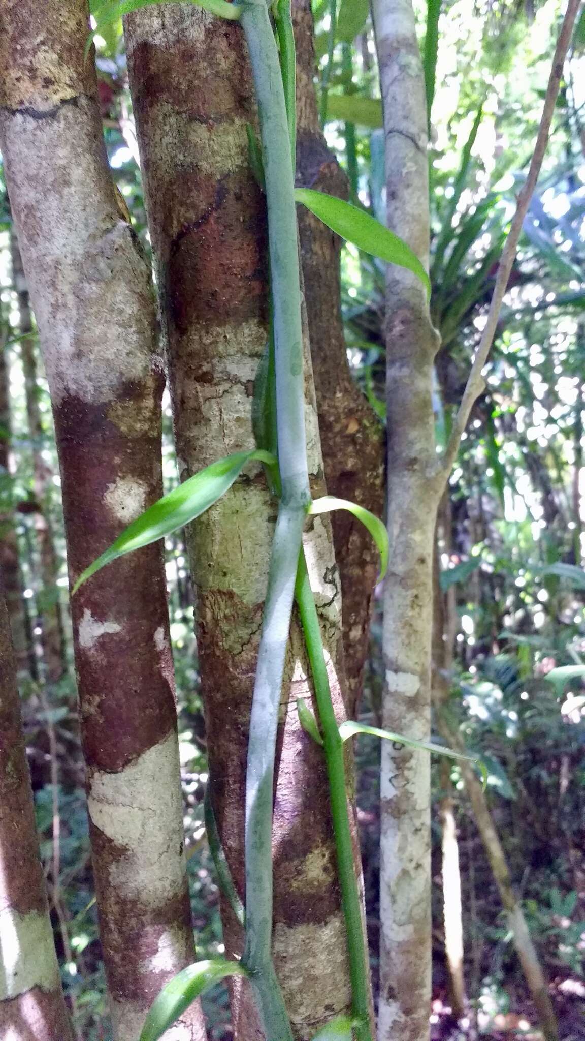 Image of Vanilla coursii H. Perrier