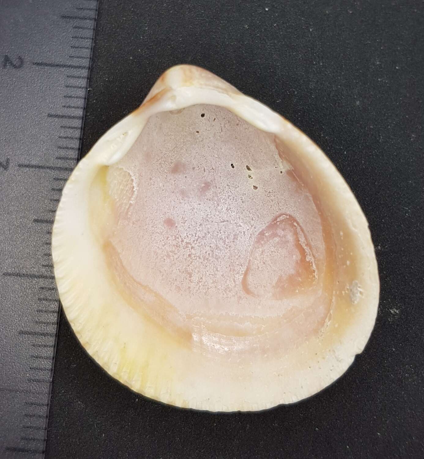 Image of Norway cockle