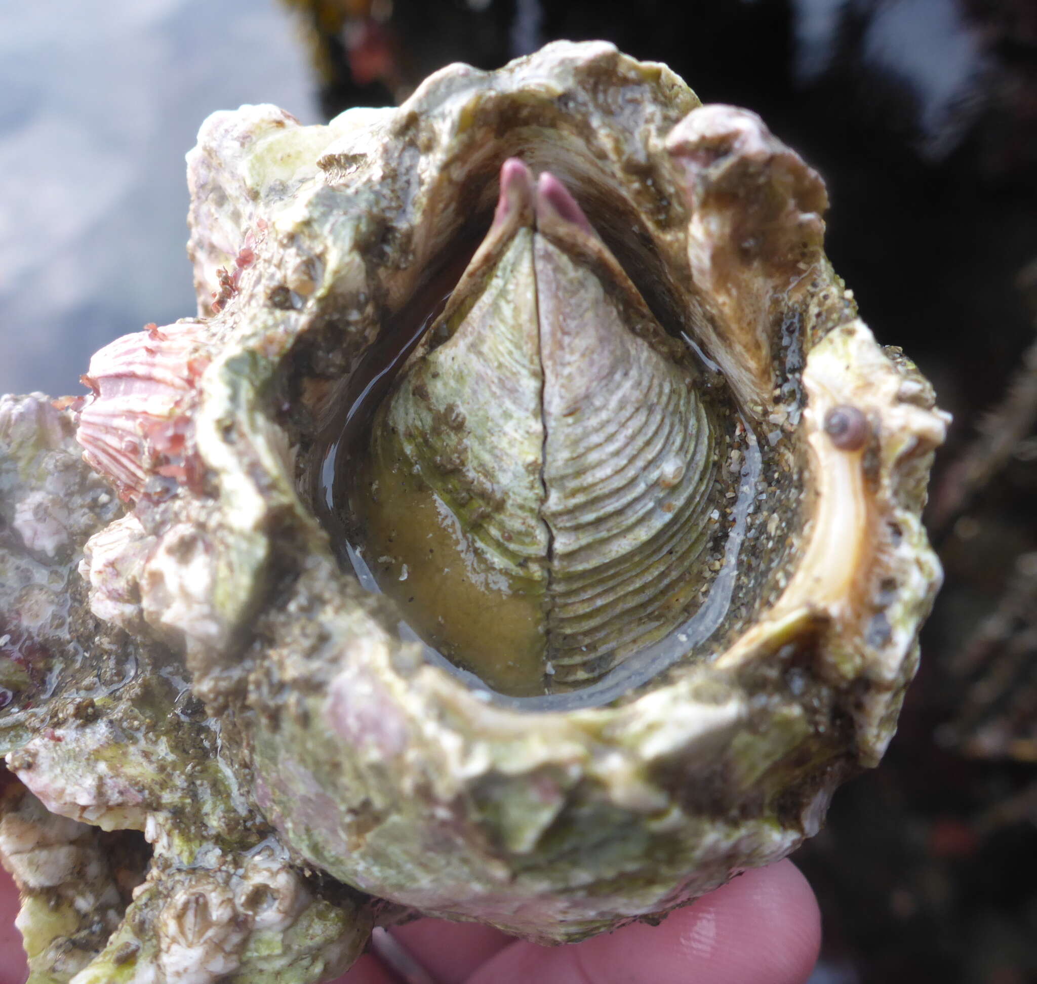 Image of Giant Acorn Barnacle