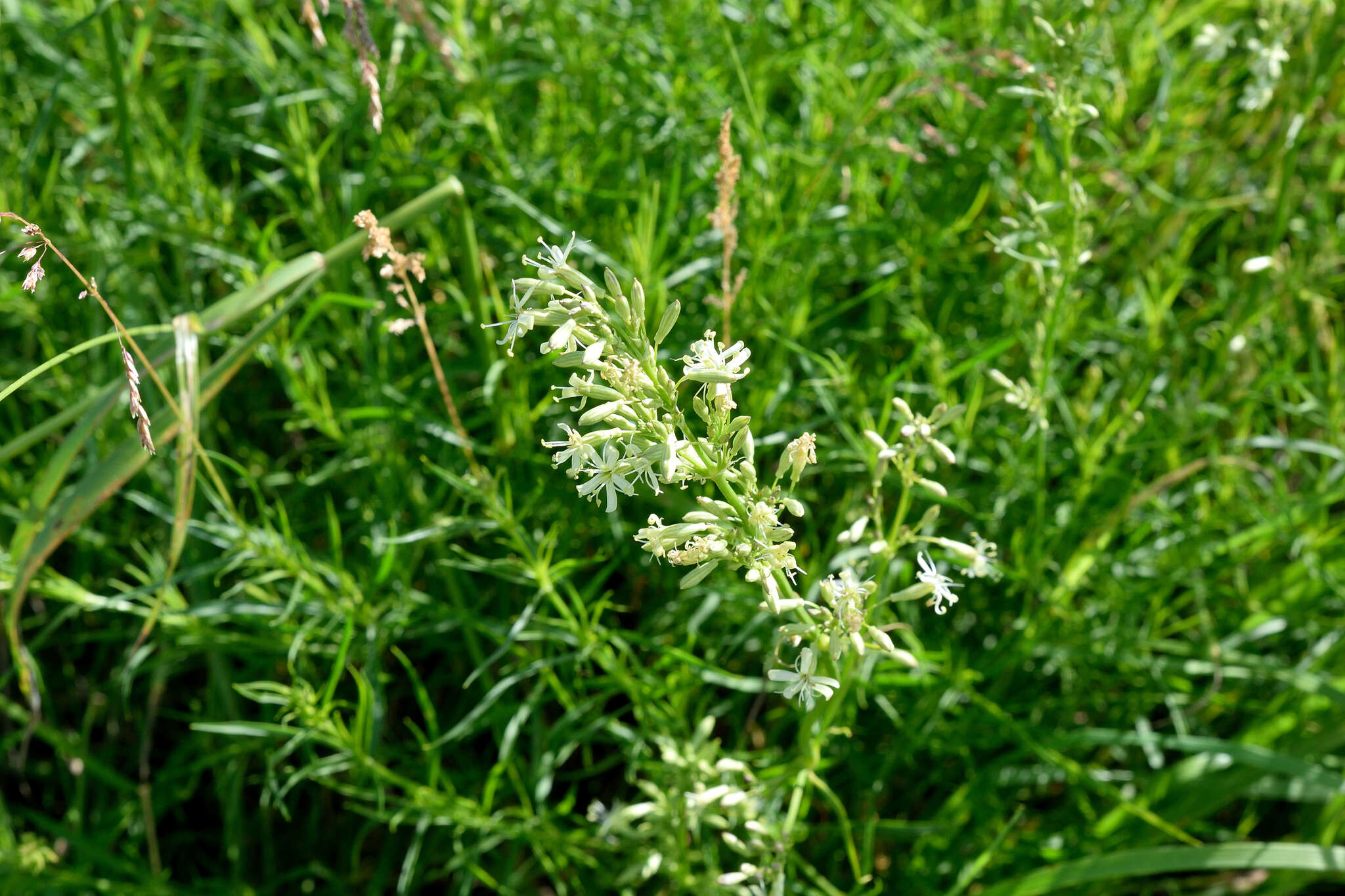 Image of Siberian catchfly