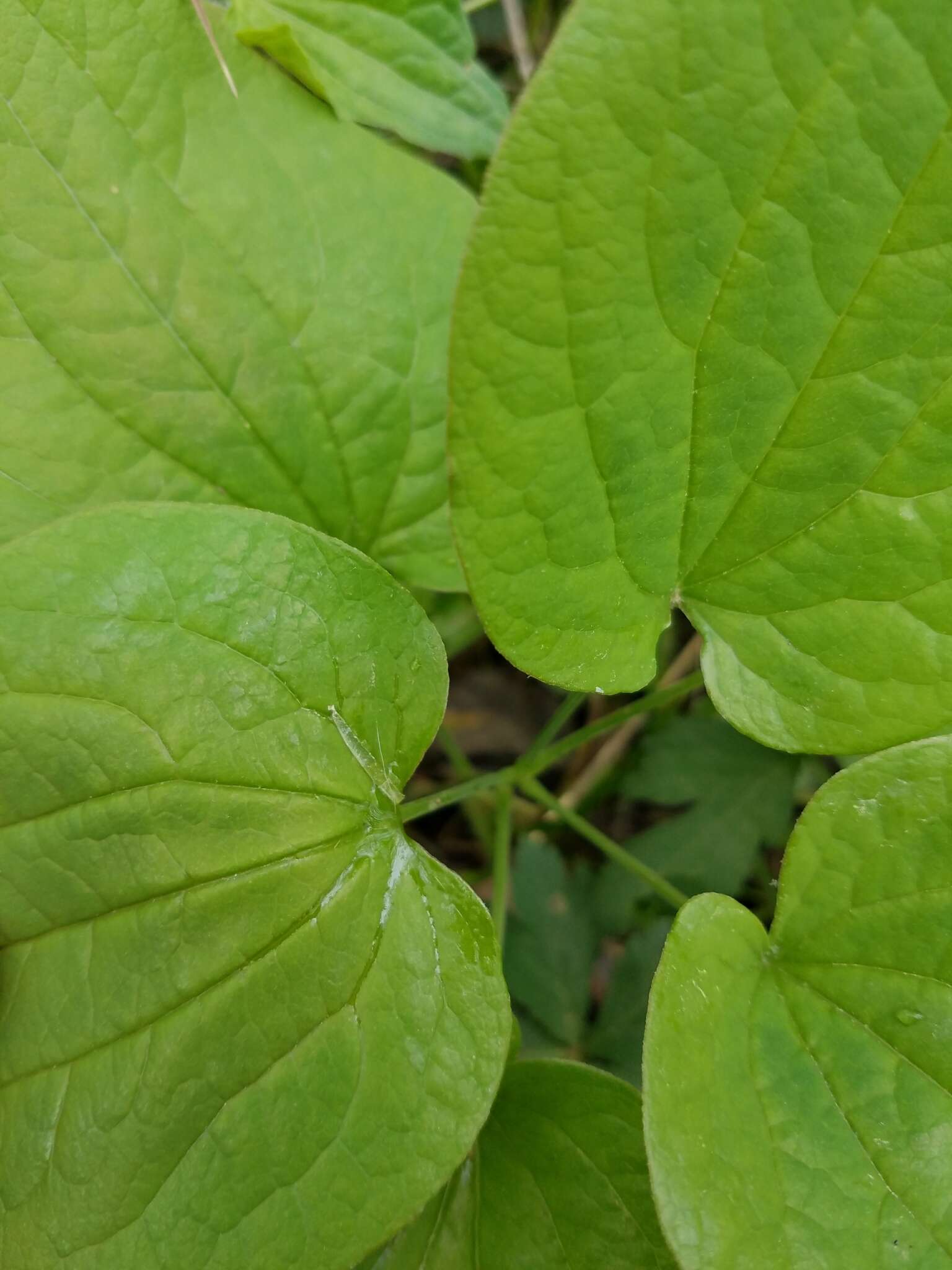 Image of upright carrionflower