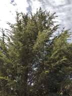 Cupressus goveniana var. abramsiana (C. B. Wolf) Little resmi