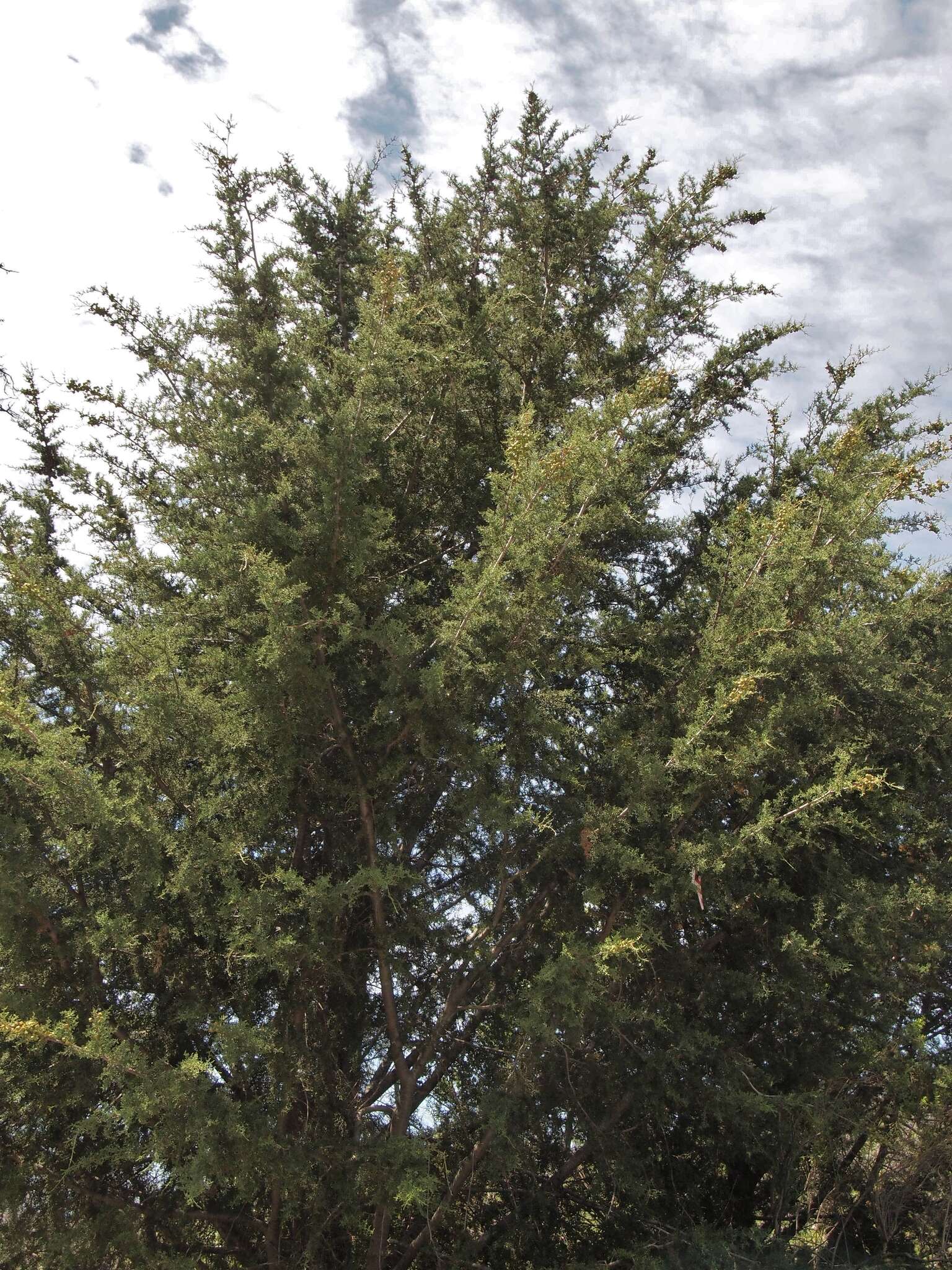 صورة Cupressus goveniana var. abramsiana (C. B. Wolf) Little