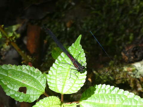 Image of Hetaerina capitalis Selys 1873