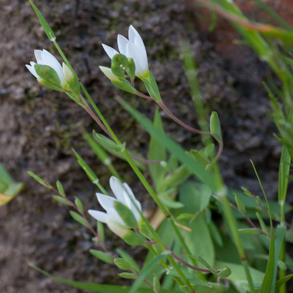 Geissorhiza bolusii Baker的图像