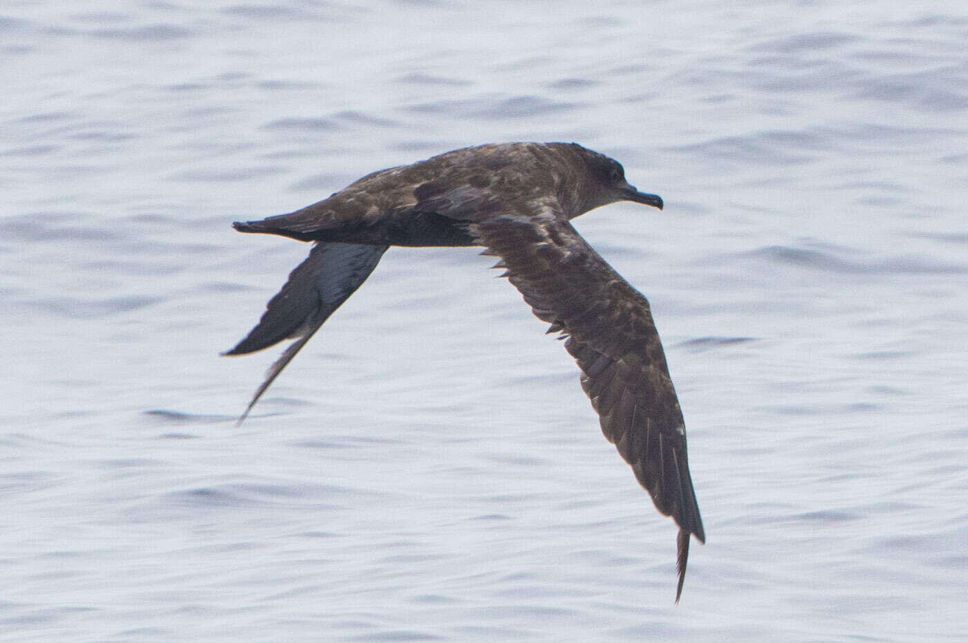 Image of Sooty Shearwater