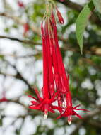 Image of Bolivian fuchsia