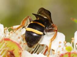 Lasioglossum tertium (Dalla Torre 1896)的圖片