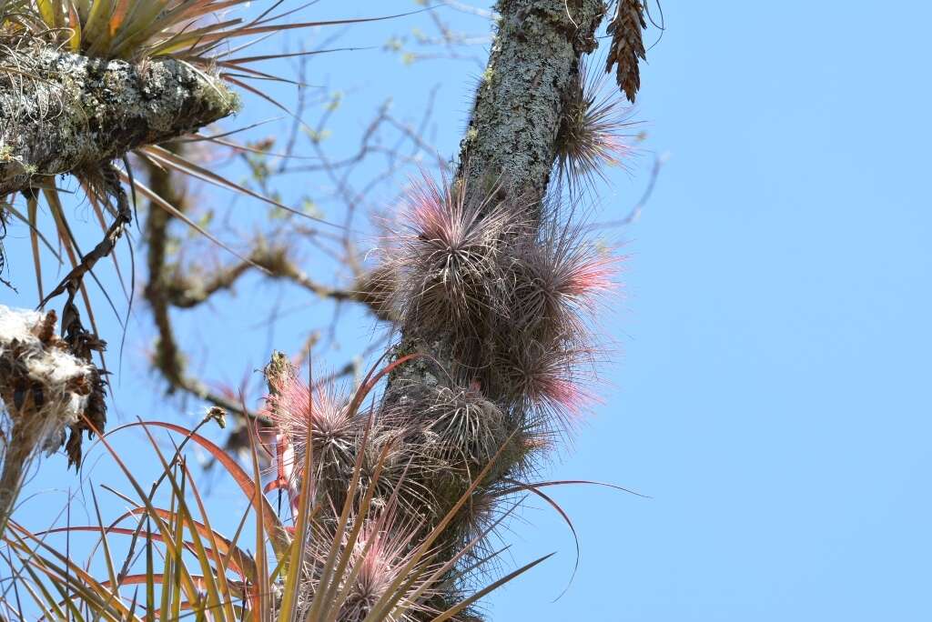 Image of Tillandsia magnusiana Wittm.