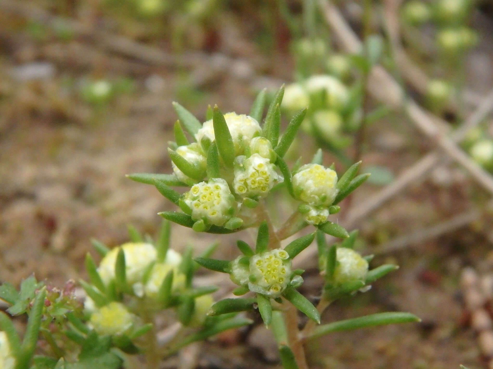 Image of <i>Siloxerus multiflorus</i>