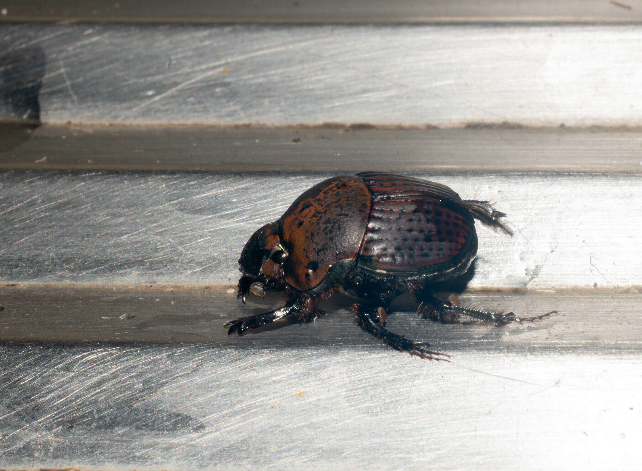 Imagem de Phanaeus (Notiophanaeus) cambeforti Arnaud 1982