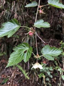 Image of Rubus taitoensis Hayata