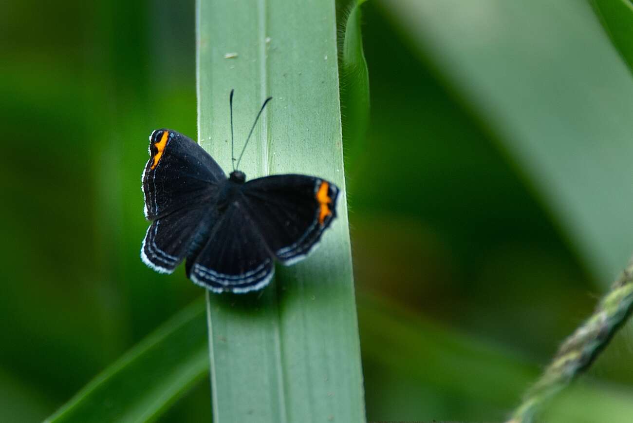 Слика од Exoplisia cadmeis (Hewitson (1866))