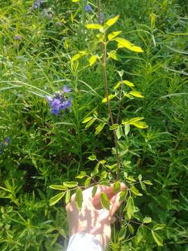 Image of Waxy-Leaf Meadow-Rue