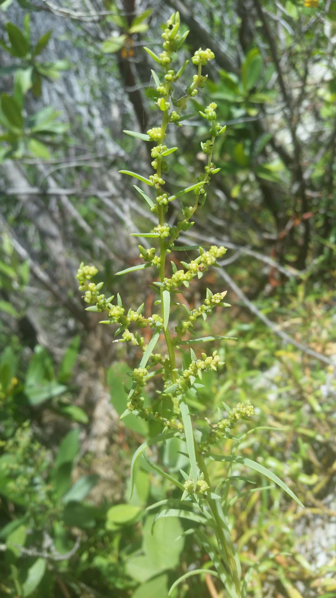 Image of Annual Seepweed