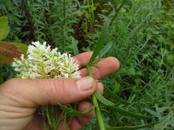 Image de Hebenstretia oatesii Rolfe