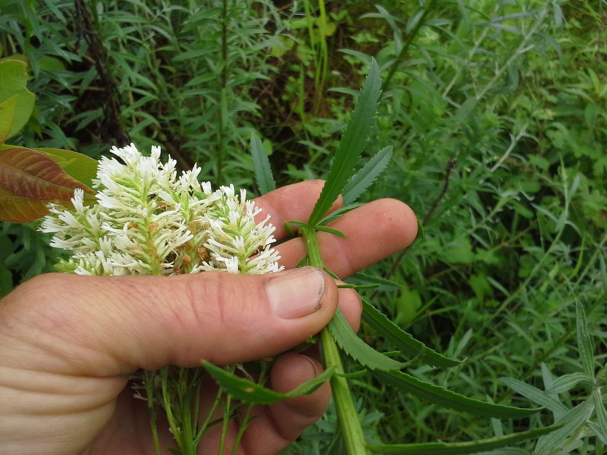 Image de Hebenstretia oatesii Rolfe