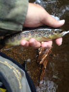 Image of Brown Trout