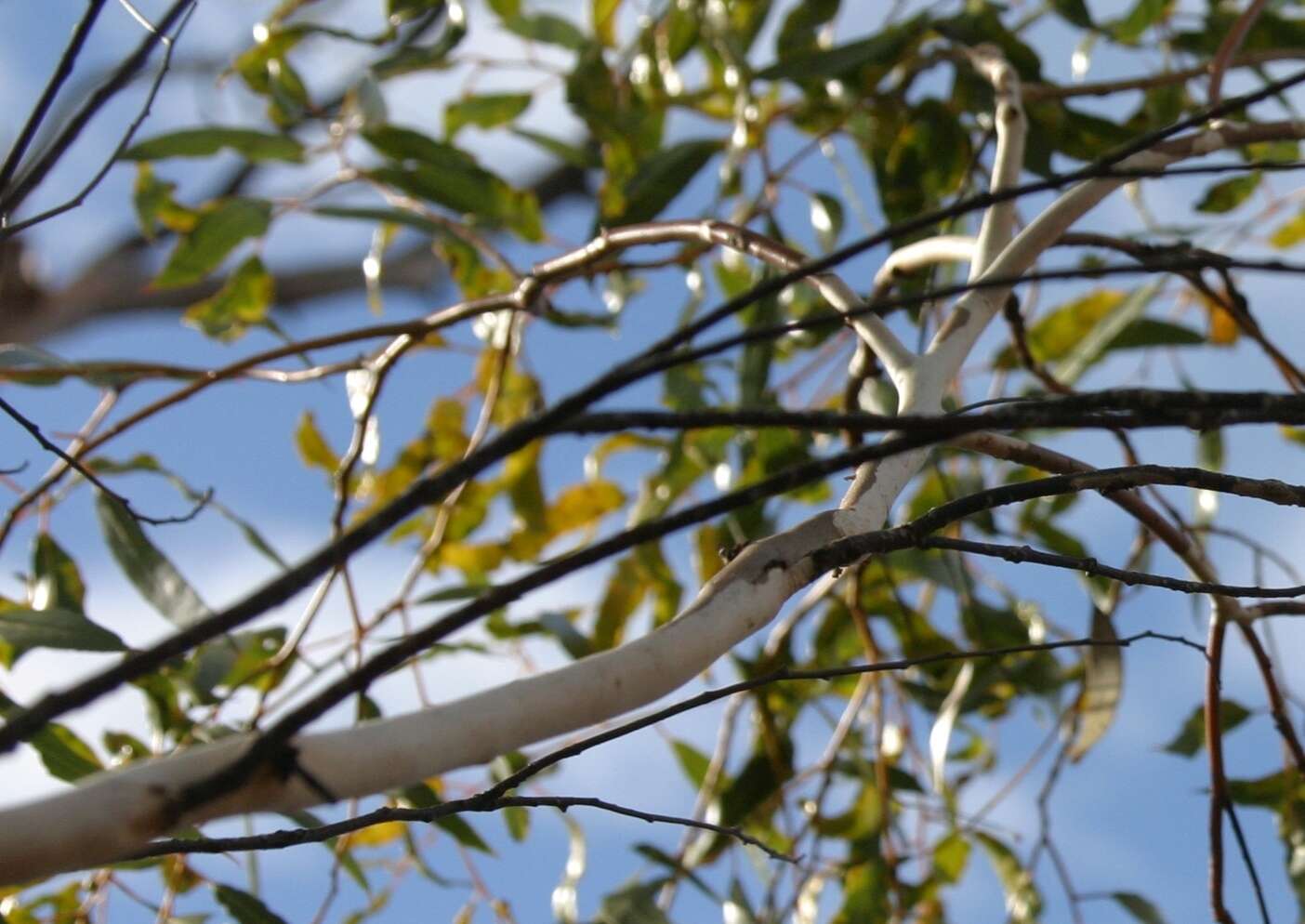 Image of Eucalyptus albida Maiden & Blakely